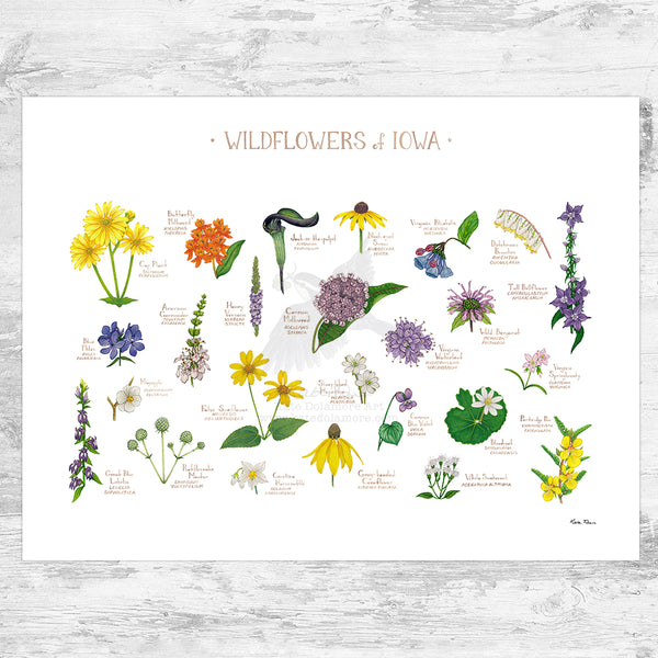 Iowa Wildflowers Field Guide Art Print