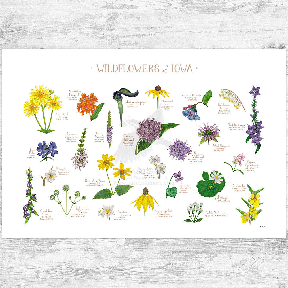 Iowa Wildflowers Field Guide Art Print – Kate Dolamore Art