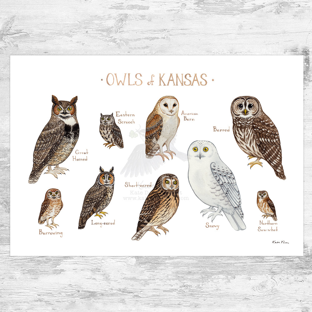 Kansas Owls Field Guide Art Print