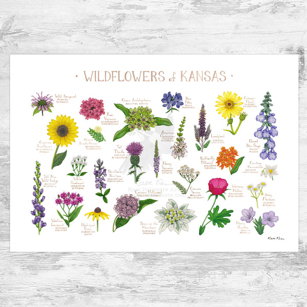 Kansas Wildflowers Field Guide Art Print