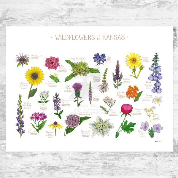 Kansas Wildflowers Field Guide Art Print
