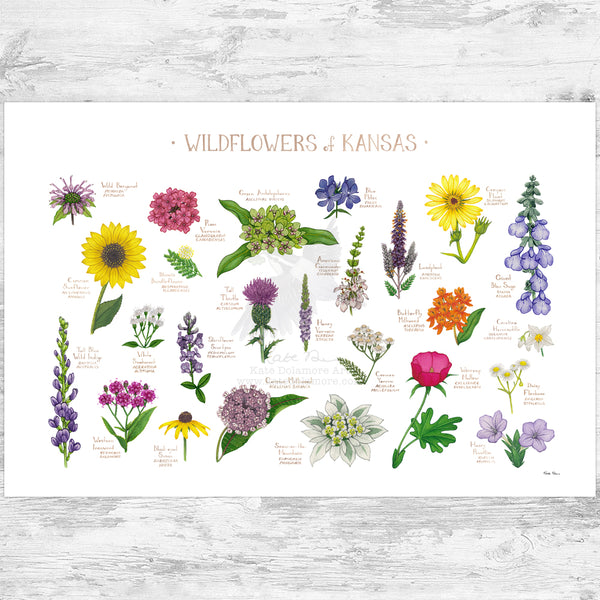 Kansas Wildflowers Field Guide Art Print