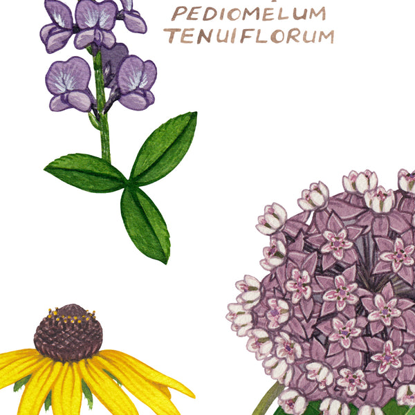Kansas Wildflowers Field Guide Art Print