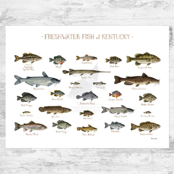 Kentucky Freshwater Fish Field Guide Art Print