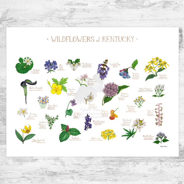 Kentucky Wildflowers Field Guide Art Print
