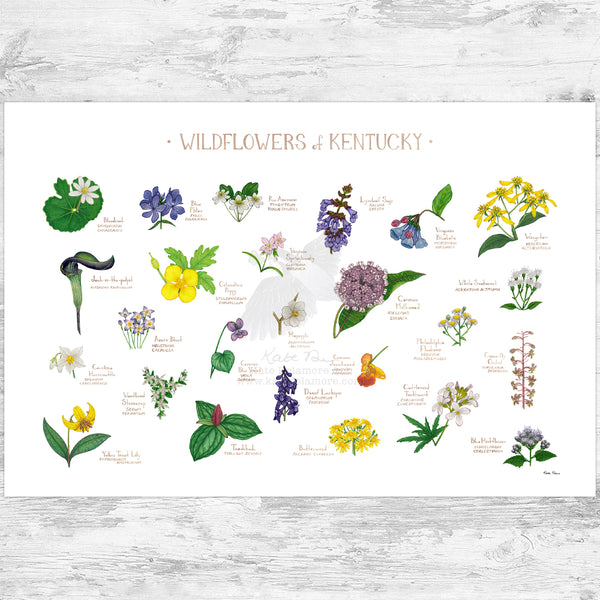 Kentucky Wildflowers Field Guide Art Print