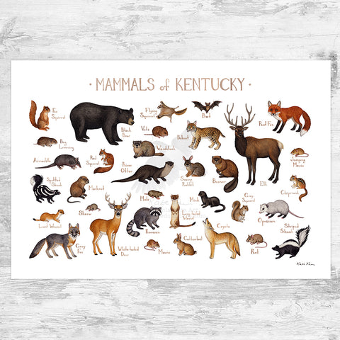 Kentucky Mammals Field Guide Art Print