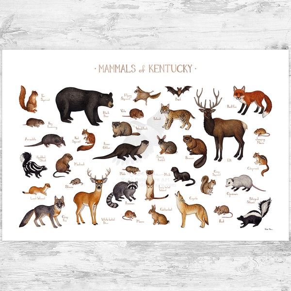 Kentucky Mammals Field Guide Art Print