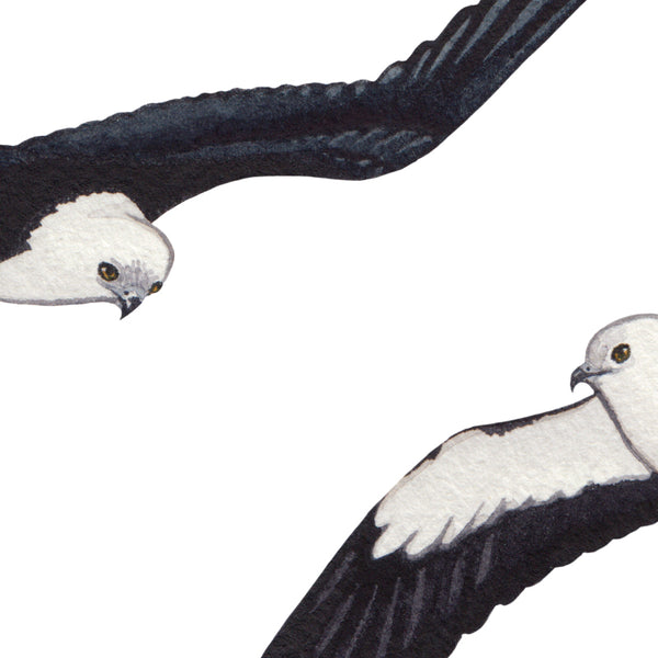 Swallow-tailed Kite Art Print