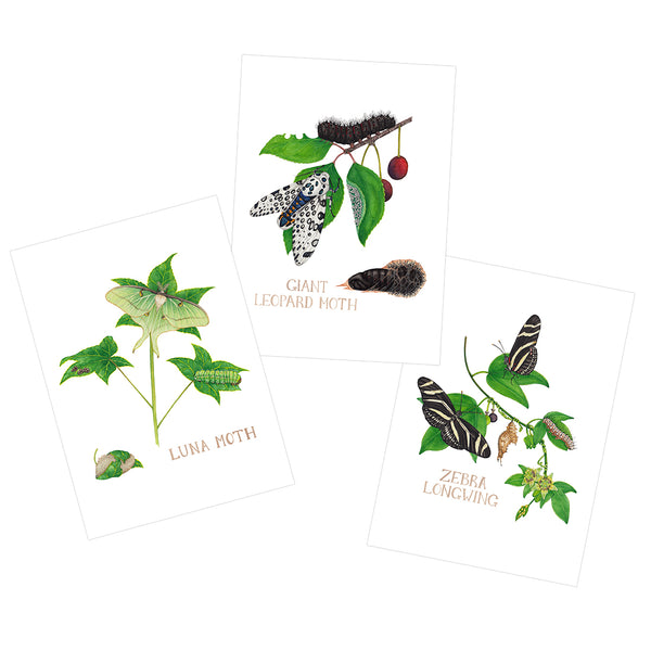 Lepidoptera Life Cycle Postcard Set