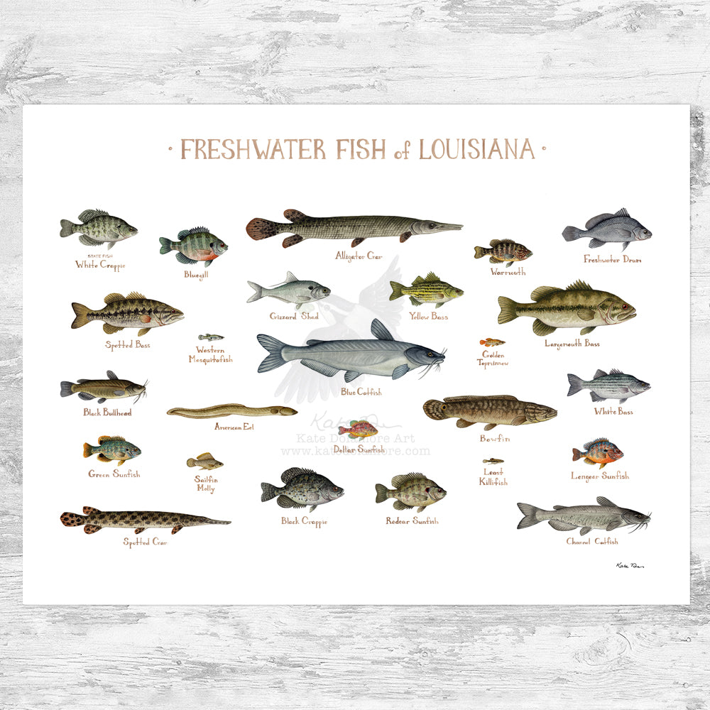 Louisiana Freshwater Fish Field Guide Art Print – Kate Dolamore Art
