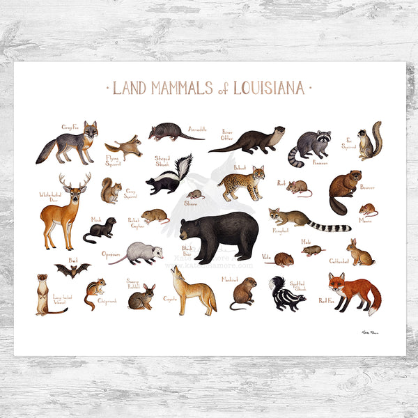 Louisiana Land Mammals Field Guide Art Print