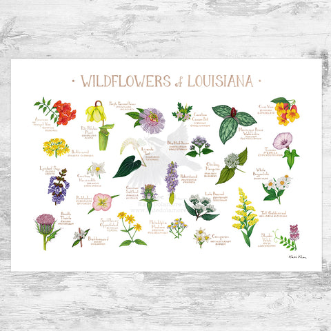 Louisiana Wildflowers Field Guide Art Print