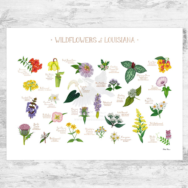 Louisiana Wildflowers Field Guide Art Print