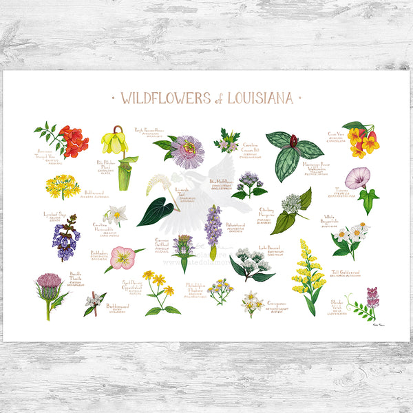 Louisiana Wildflowers Field Guide Art Print