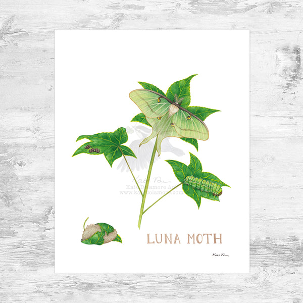 Luna Moth Art Print