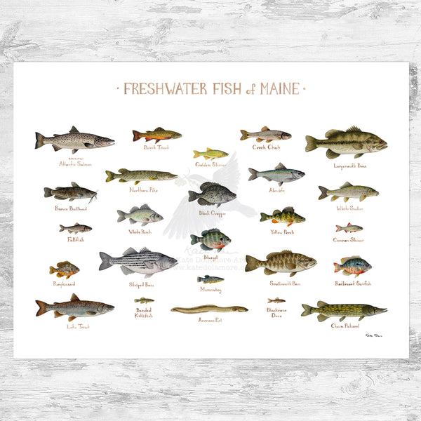 Maine Freshwater Fish Field Guide Art Print