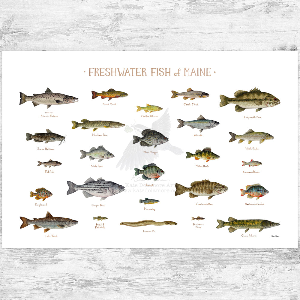 Maine Freshwater Fish Field Guide Art Print – Kate Dolamore Art