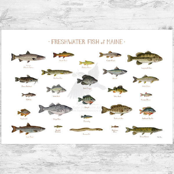 Maine Freshwater Fish Field Guide Art Print