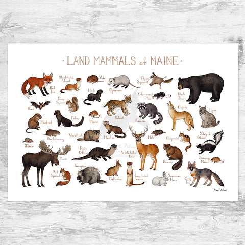 Maine Land Mammals Field Guide Art Print