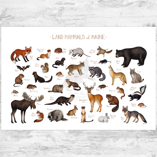 Maine Land Mammals Field Guide Art Print