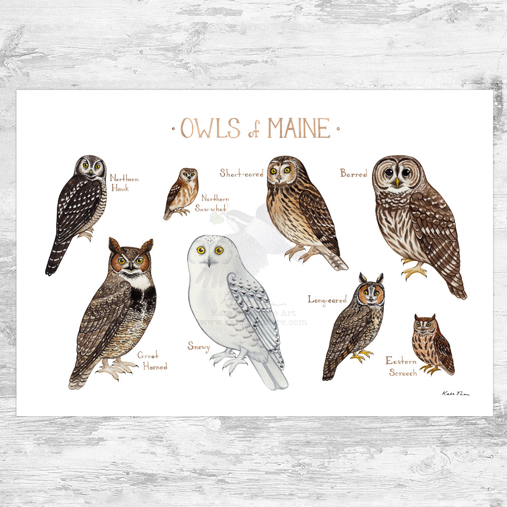Maine Owls Field Guide Art Print
