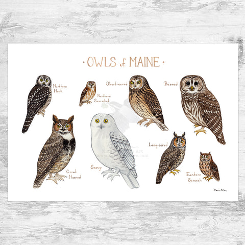 Maine Owls Field Guide Art Print