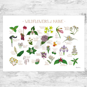 Maine Wildflowers Field Guide Art Print