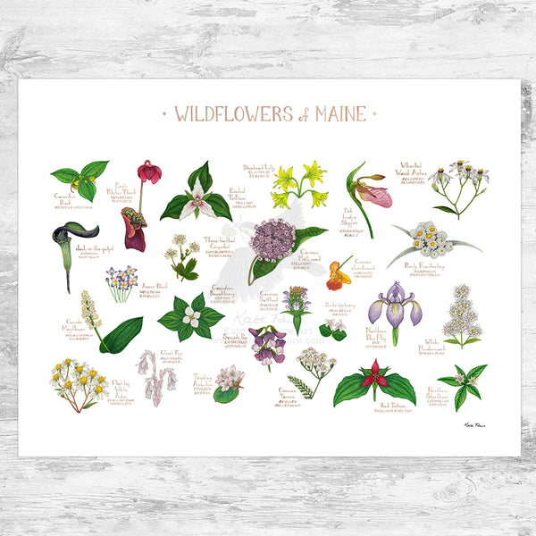 Maine Wildflowers Field Guide Art Print