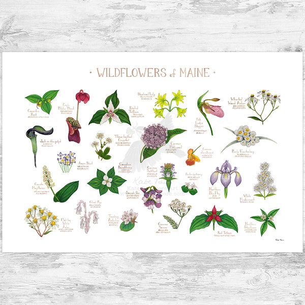 Maine Wildflowers Field Guide Art Print