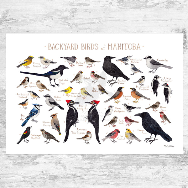 Manitoba Backyard Birds Field Guide Art Print