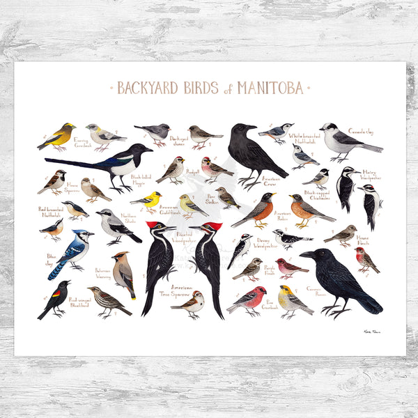 Manitoba Backyard Birds Field Guide Art Print
