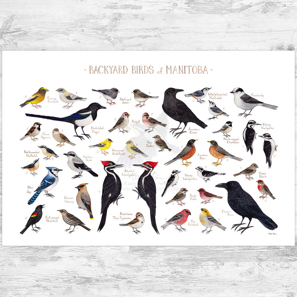 Manitoba Backyard Birds Field Guide Art Print