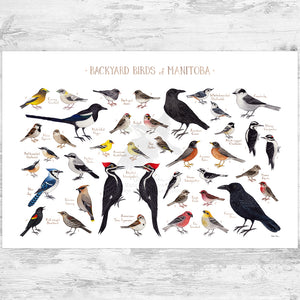 Manitoba Backyard Birds Field Guide Art Print