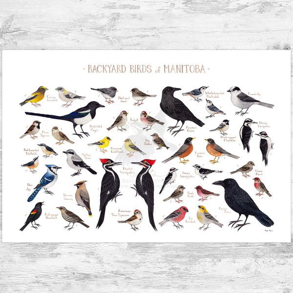 Manitoba Backyard Birds Field Guide Art Print