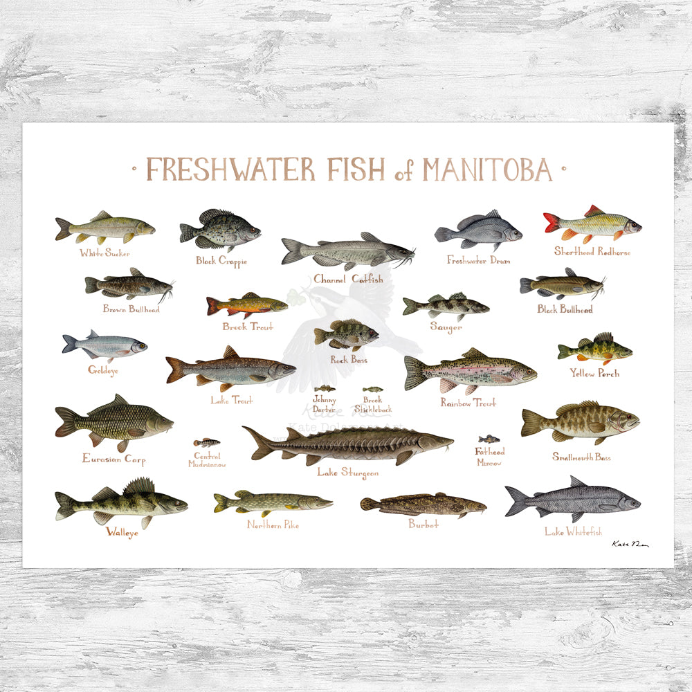 Manitoba Freshwater Fish Field Guide Art Print