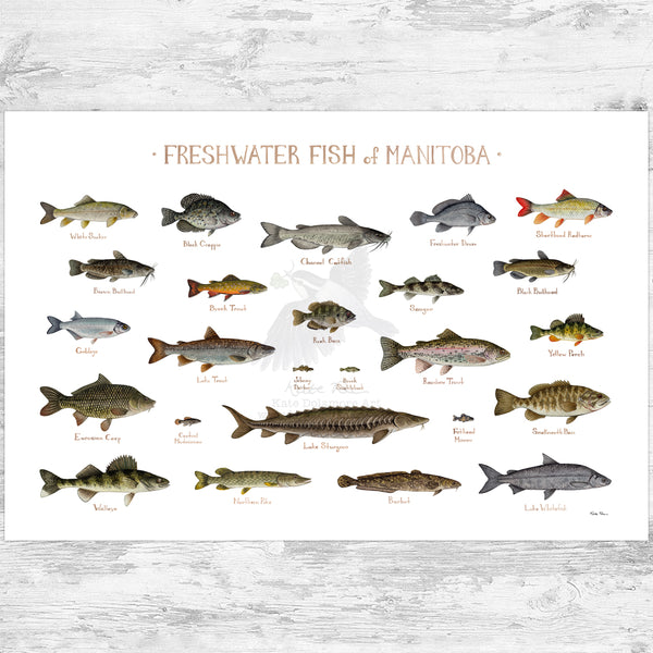 Manitoba Freshwater Fish Field Guide Art Print