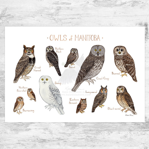 Manitoba Owls Field Guide Art Print