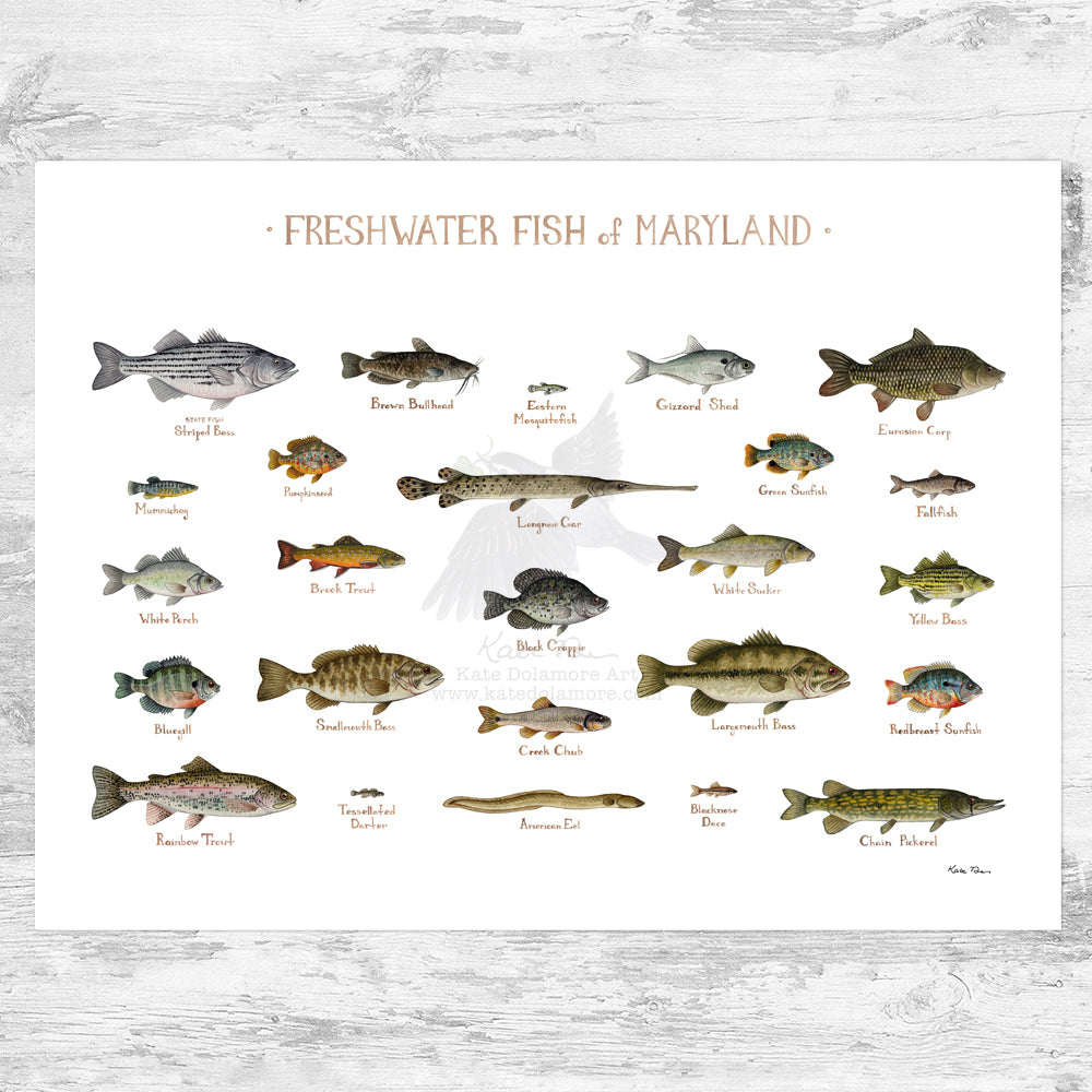 Fish File Md Maryland Freshwater Fish Field Guide Art Print – Kate Dolamore Art