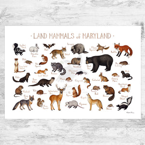 Maryland Land Mammals Field Guide Art Print
