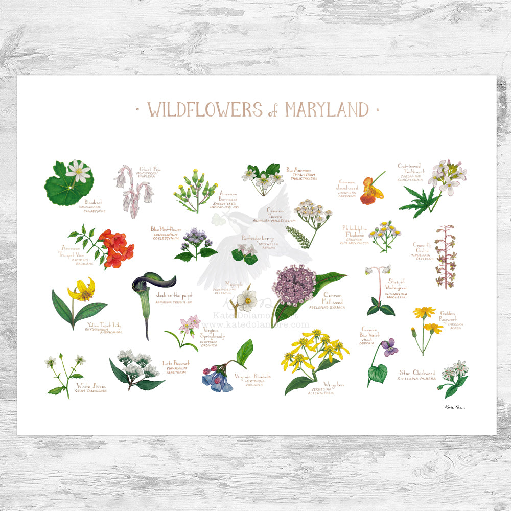 wildflower seeds maryland Maryland Wildflowers Field Guide Art Print – Kate Dolamore Art