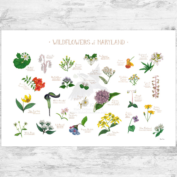 Maryland Wildflowers Field Guide Art Print