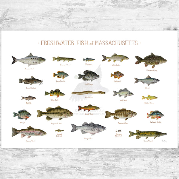 Massachusetts Freshwater Fish Field Guide Art Print