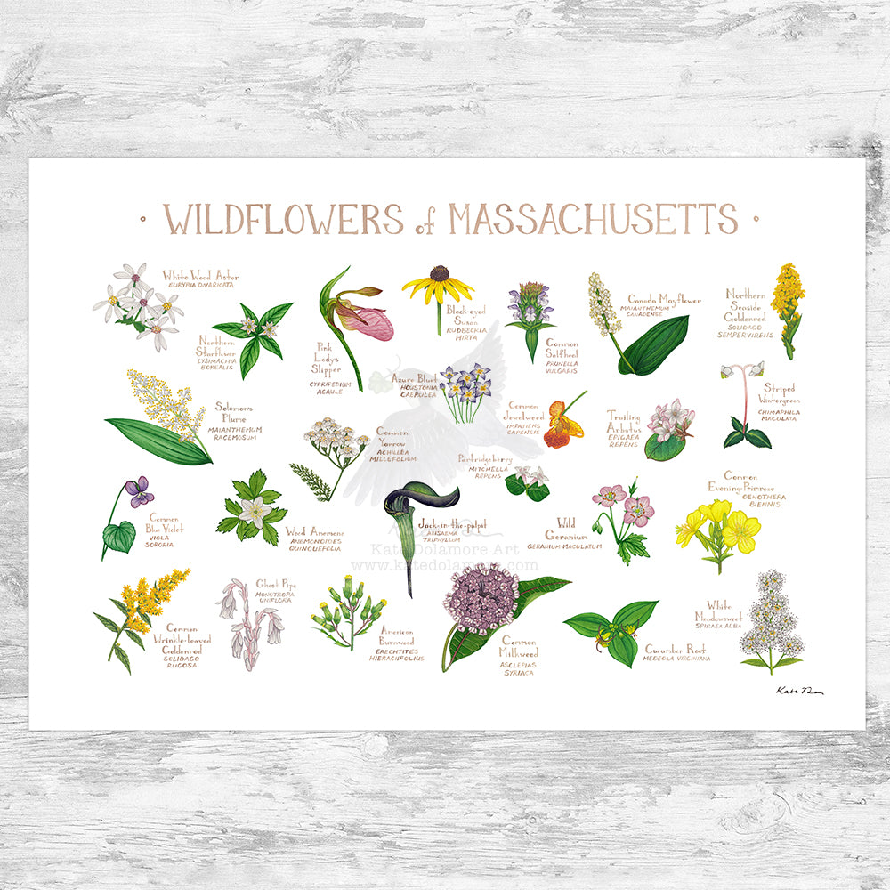 massachusetts native wildflower seeds Massachusetts Wildflowers Field Guide Art Print