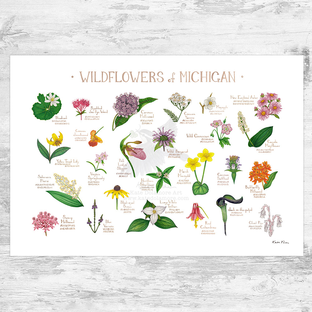 Michigan Wildflowers Field Guide Art Print