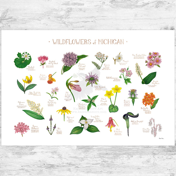 Michigan Wildflowers Field Guide Art Print