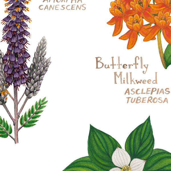 Minnesota Wildflowers Field Guide Art Print