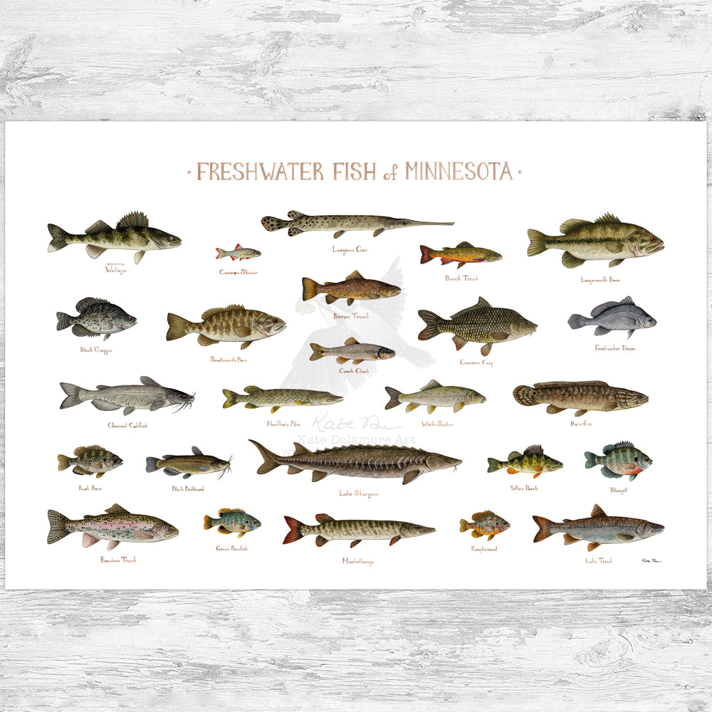 Minnesota Freshwater Fish Field Guide Art Print – Kate Dolamore Art