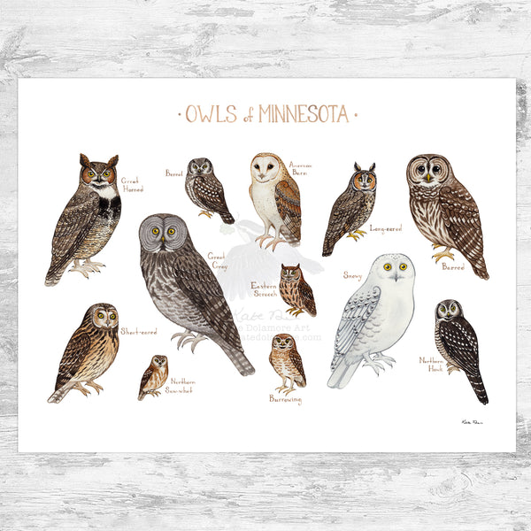 Minnesota Owls Field Guide Art Print