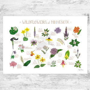 Minnesota Wildflowers Field Guide Art Print